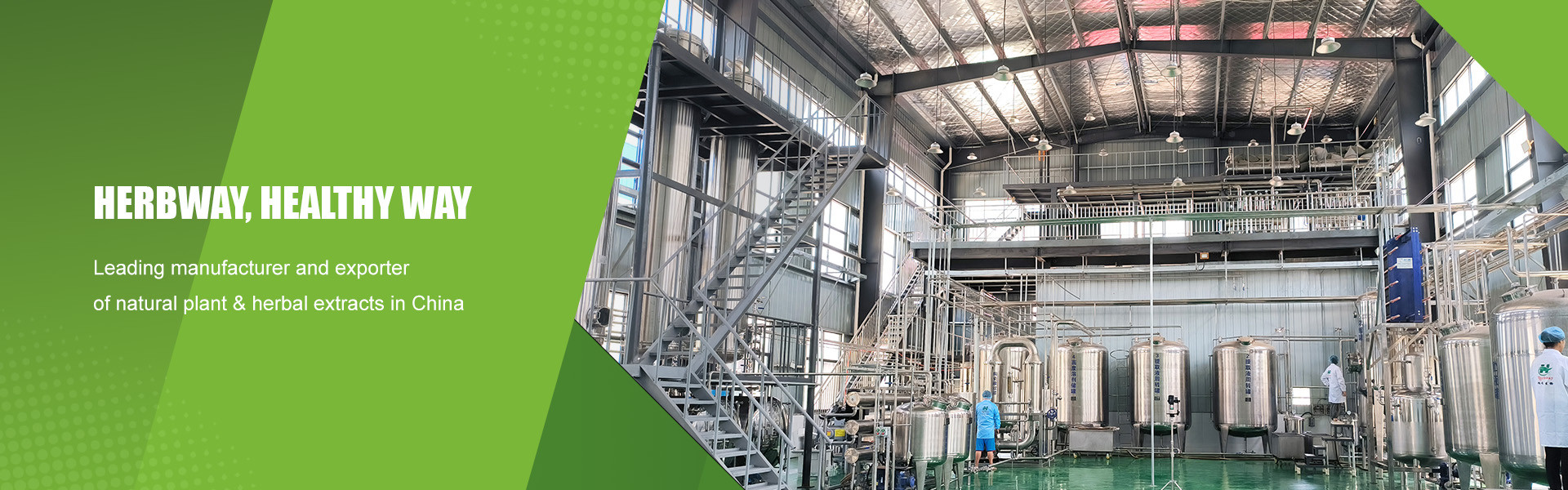 Qualität Pflanzenextraktpulver usine