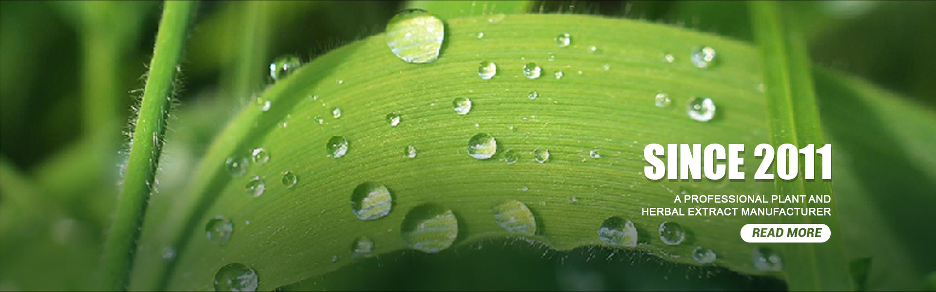 Qualität Pflanzenextraktpulver usine